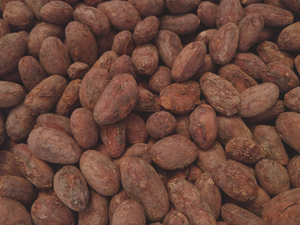 Roasted Cocoa beans from Peru